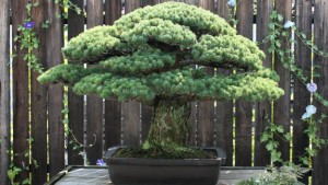 Yamaki 390 year old tree a Hiroshima survivor